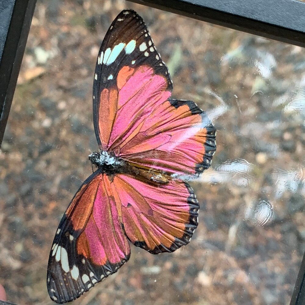 Sugarlight Real Butterfly - Picture 2 of 10